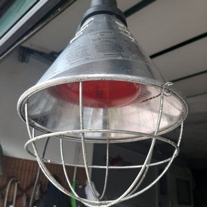 LAMPADA RISCALDANTE PER ANIMALI A INFRAROSSI