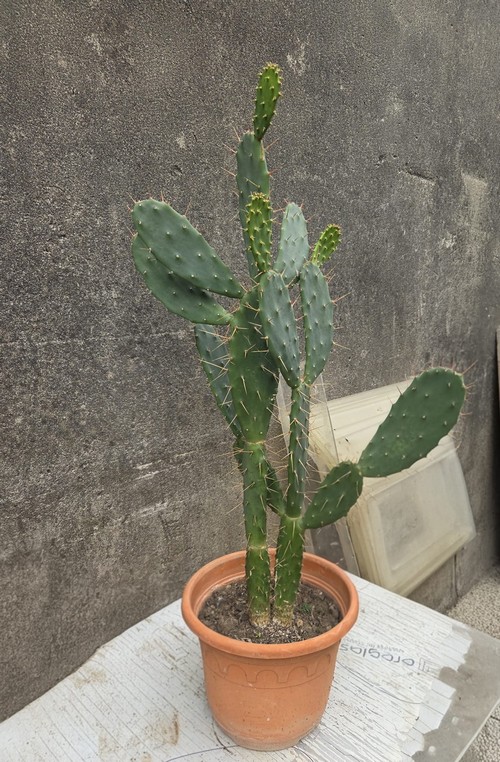 Vendo cactus alto 60 cm