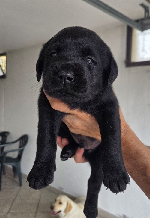 Labrador cuccioli