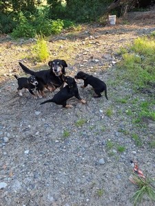 Regalo cuccioli di cane 