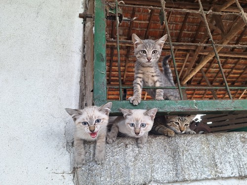 Regalo 4 gattini di quasi 3 mesi svezzati