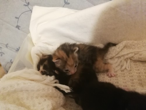 Cuccioli di gatto nati il 5 maggio 