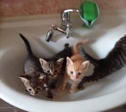 Regalo 4 gattini