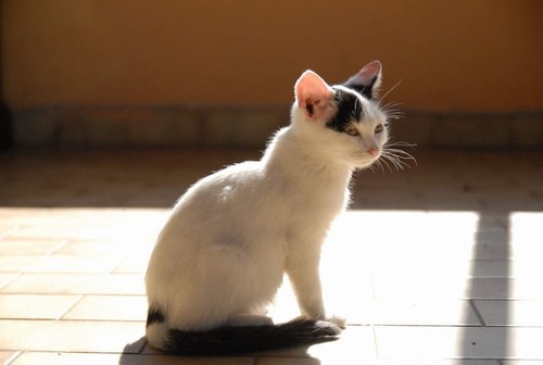 Regalo bellissimo gattino di 3 mesi