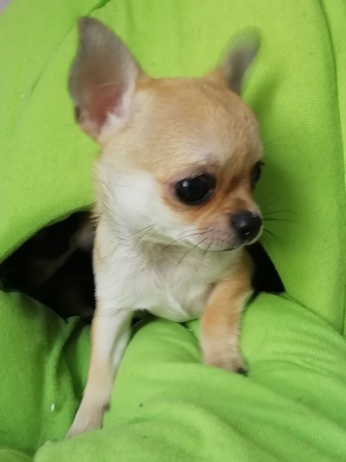 Chihuahua a pelo corto con pedegree