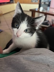 Regalo gattino