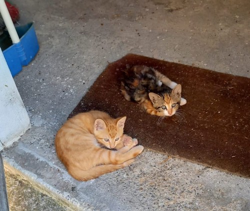 Micetti in cerca di casa