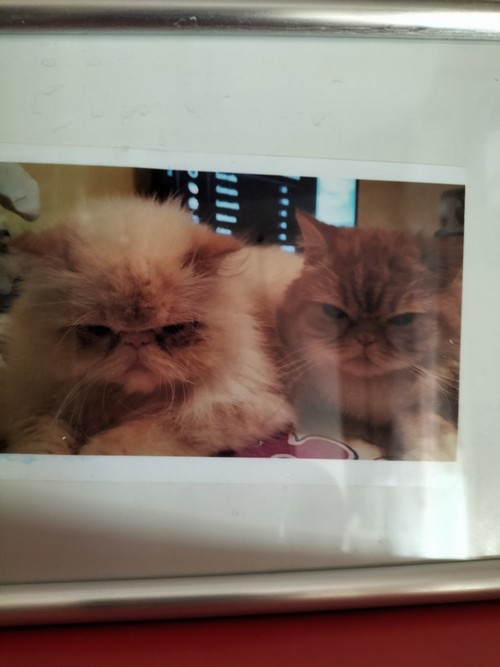 Pet Sitter