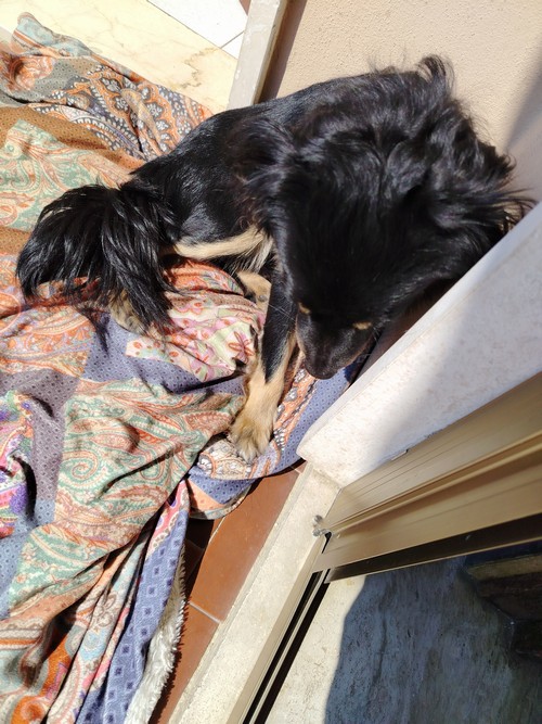 Regalo cane