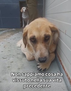 Non ha nemmeno un nome: adottiamola 