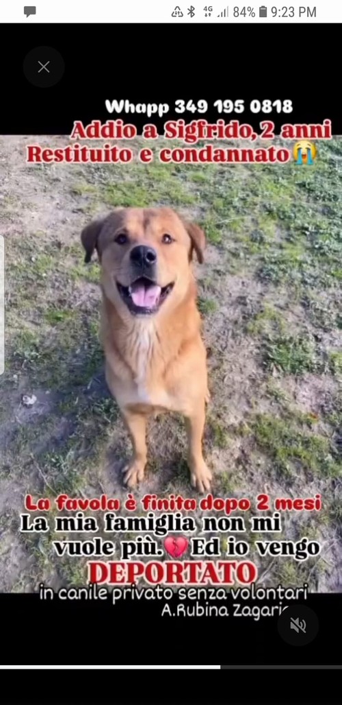 SIGFRIDO, RESTITUITO A 2 MESI DALL' ADOZIONE