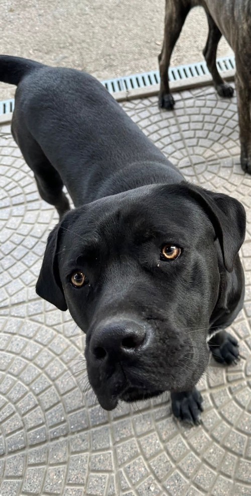 Tyson e Zoe,  giovani cani Corso