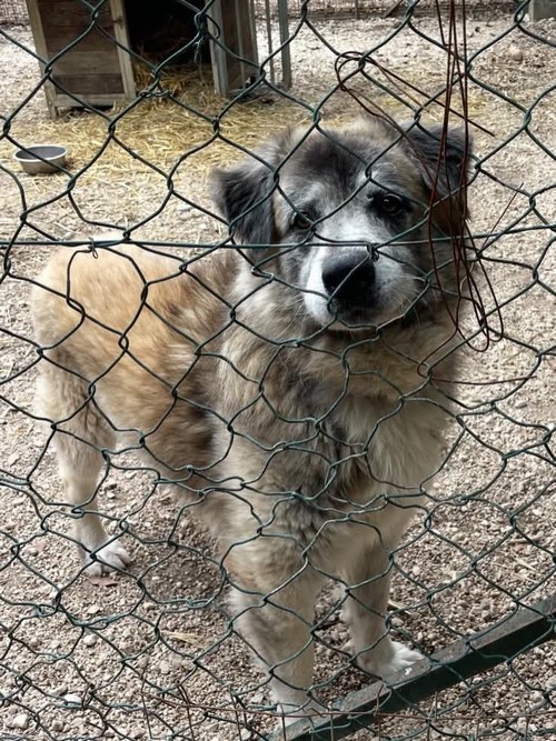 PASCAL 9 ANNI mix Leonberger / Pastore del Caucaso