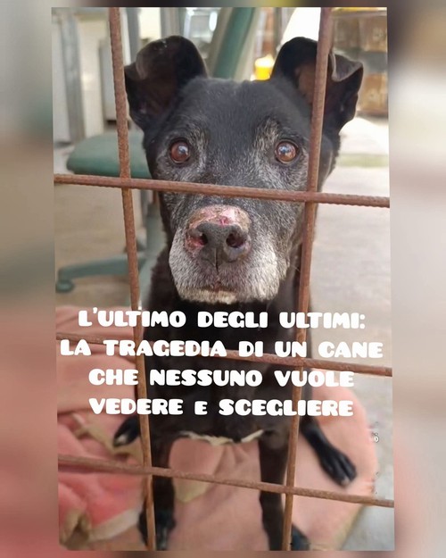 ROCKY, 13 ANNI, L'ULTIMO DEGLI ULTIMI
