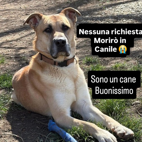 KRATOS, non ancora 3 anni, ABITUATO IN CASA