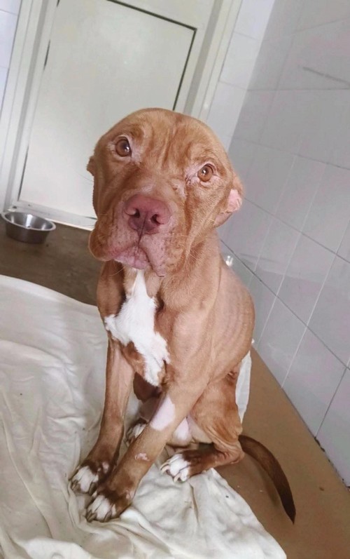    ERCOLE,. Pitbull Maschio, circa 1 anno e mezzo