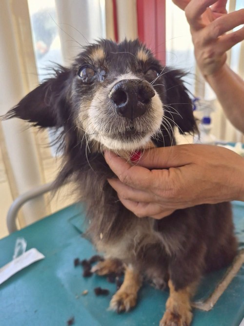    FEMMINA DI 12 ANNI, TAGLIA PICCOLA
