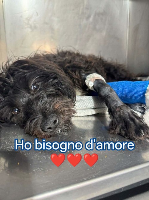 Cucciolo di un anno 