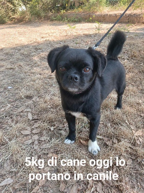 DOGO, 3 ANNI, 5 KG, CERCA CASA URGENTEMENTE