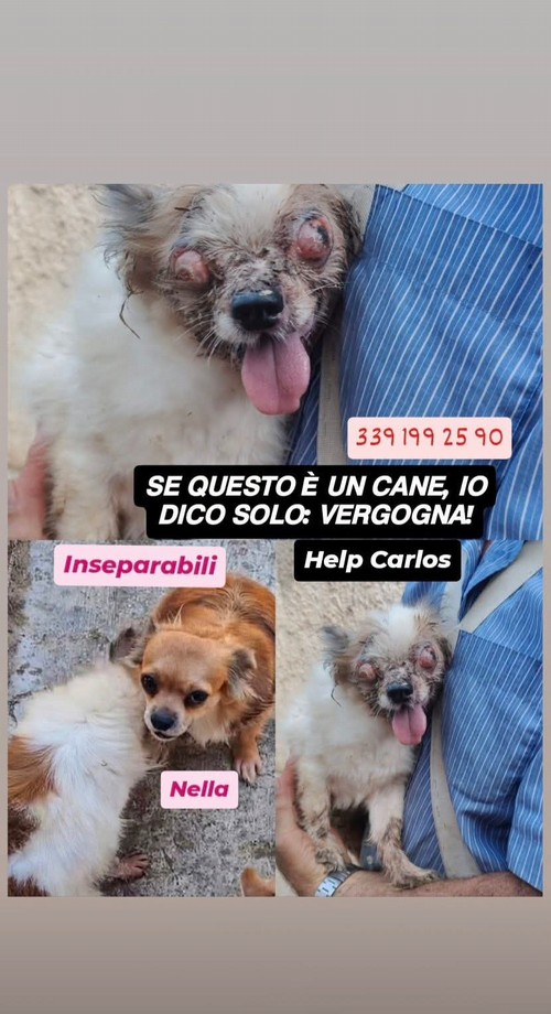 Carlos 10 anni con leishmaniosi