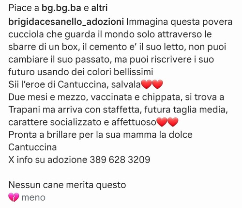 CANTUCCINA, CUCCIOLA