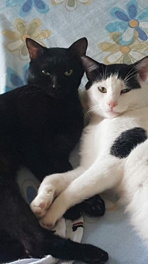 SBIRULO E SILVIO, DUE BELLISSIMI MICI FRATELLI