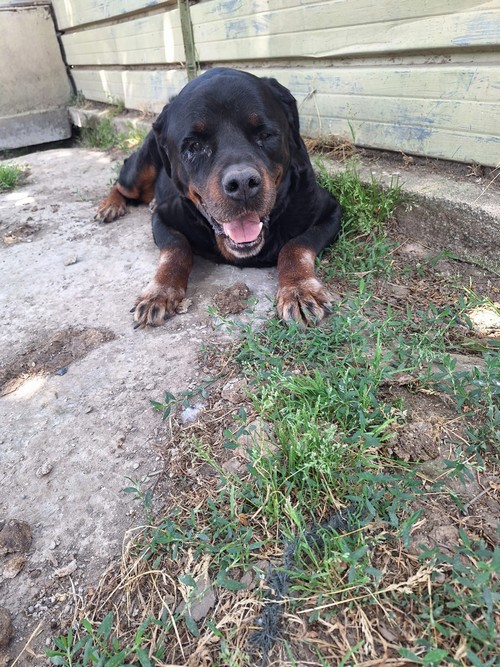 LEON, ROTT MAGNIFICO E DOLCISSIMO DI 9 ANNI