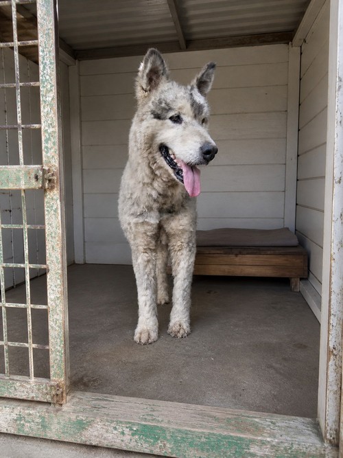husky proveniente da un maltrattamento