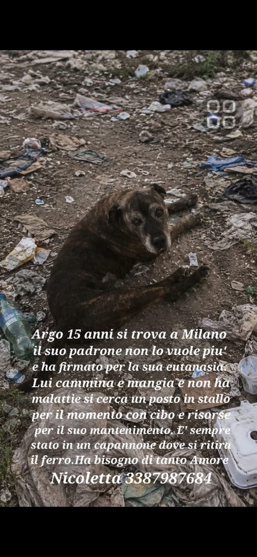  ARGO DA 15 ANNI IN CANILE