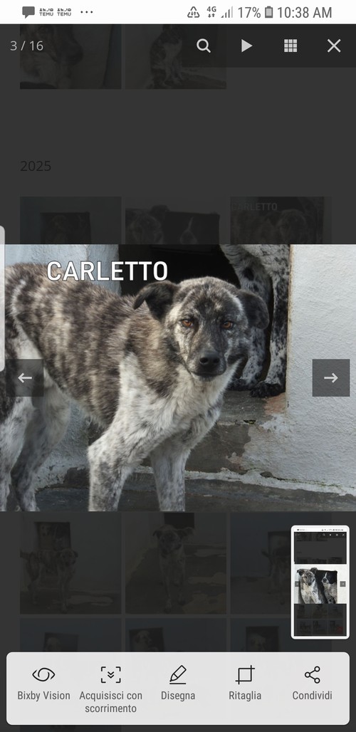 CARLETTO, MANTO SCREZIATO,  4 ANNI, IN CANILE 
