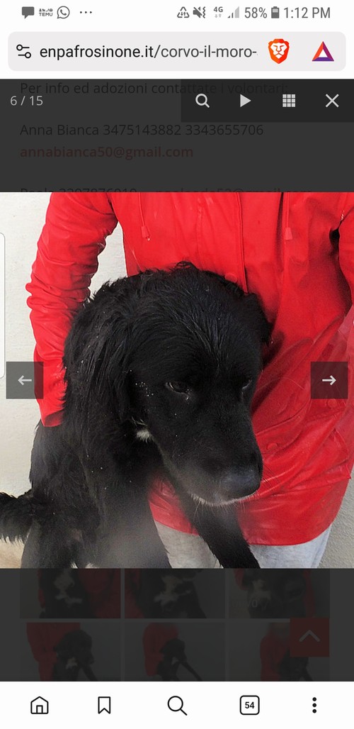 CORVO, 4 ANNI,  INCROCIO COCKER