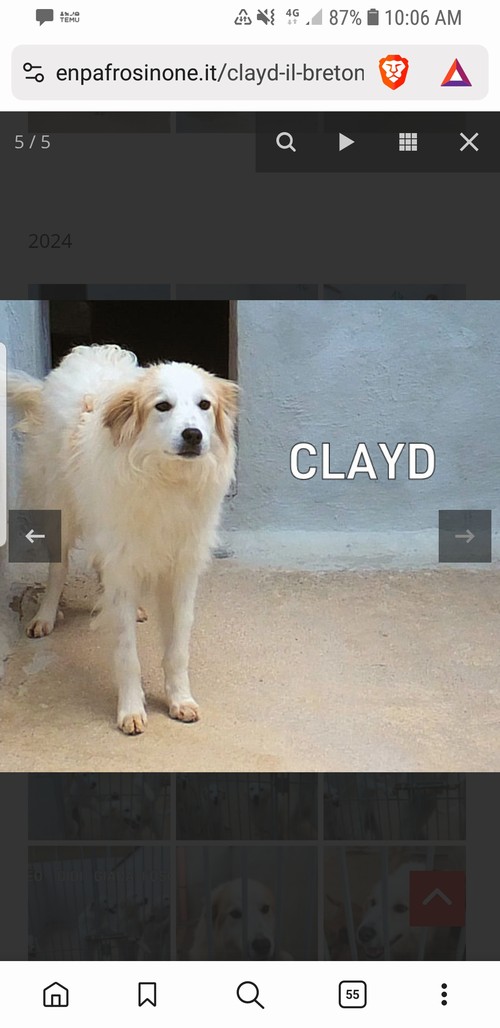 CLAYD il Golden bianco e biondo, 3 anni