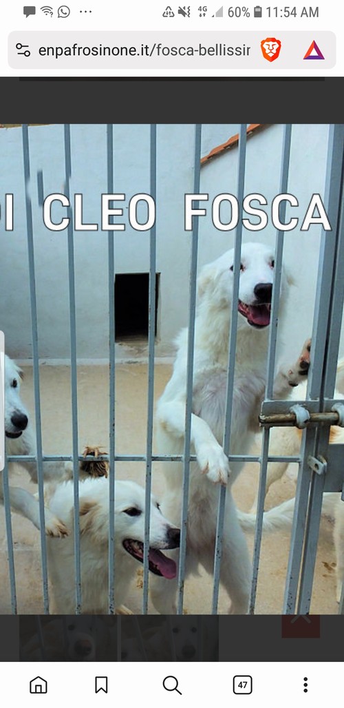 FOSCA, bellissima, CRESCIUTA IN CANILE