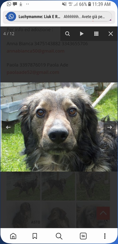 ASTON, 5 anni, un po� Bernese