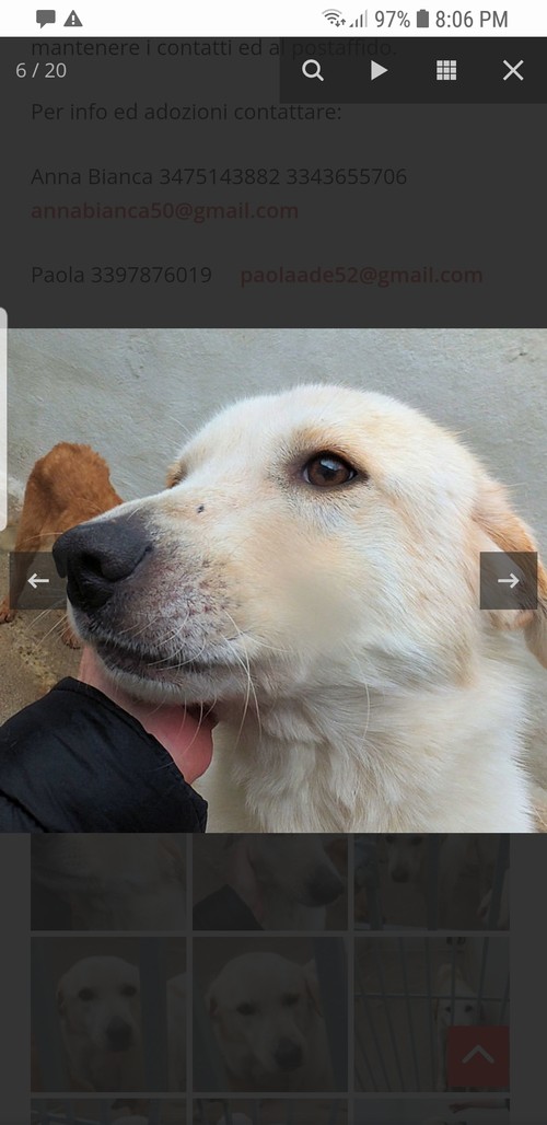 DEREK, 6 ANNI, UN PO' LABRADOR, ABBANDONATO