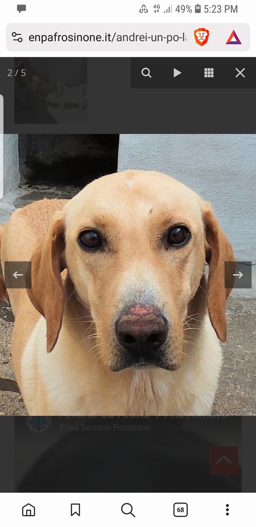 ANDREI, 8 anni, incrocio Labrador