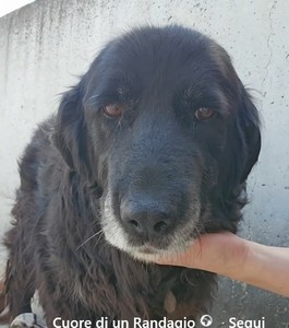 NONNA CAMELIA, 13 ANNI SEMPRE IN BOX