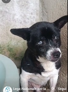 PICCOLO, E' ANZIANO E CIECO