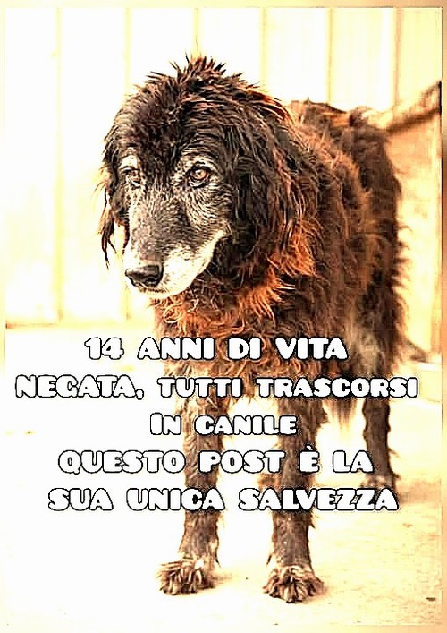 14 ANNI DI VITA NEGATA, TUTTI IN CANILE