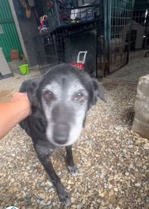  DUE VOLTE RIFIUTATA SUSANNA, 10 ANNI,  15 KG,