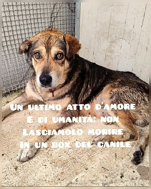 ABBANDONATO ANZIANO E MALATO