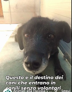 MIRTILLA 11 ANNI TUTTI DI CANILE