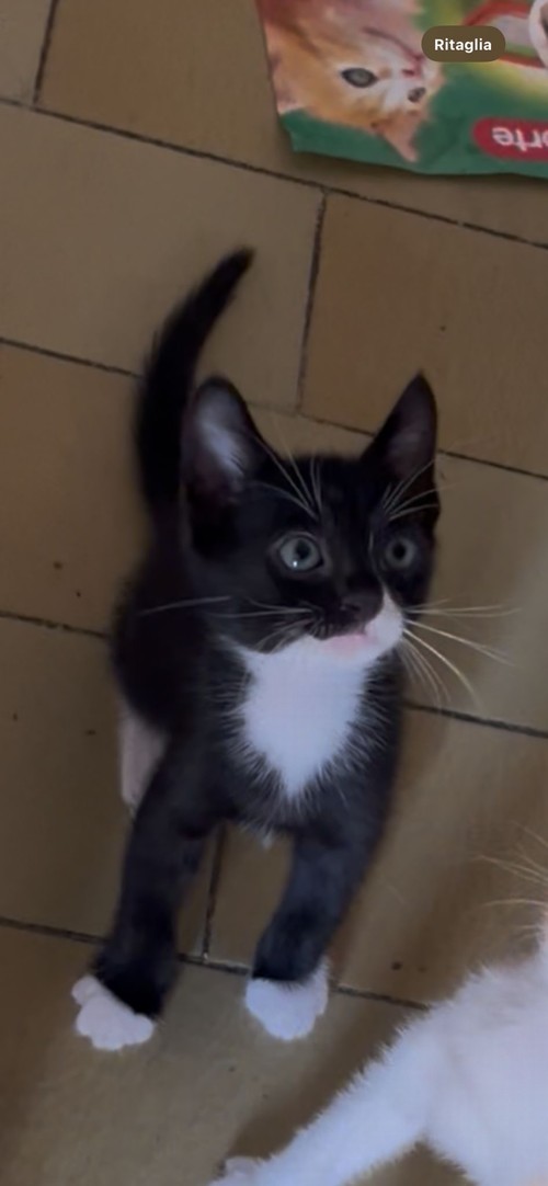 Gattini